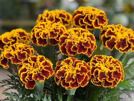 a medium shot of a bouquet of beautiful French marigolds annuals