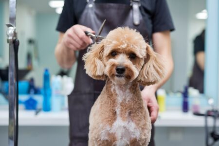 dog grooming salon with a dog and person behind
