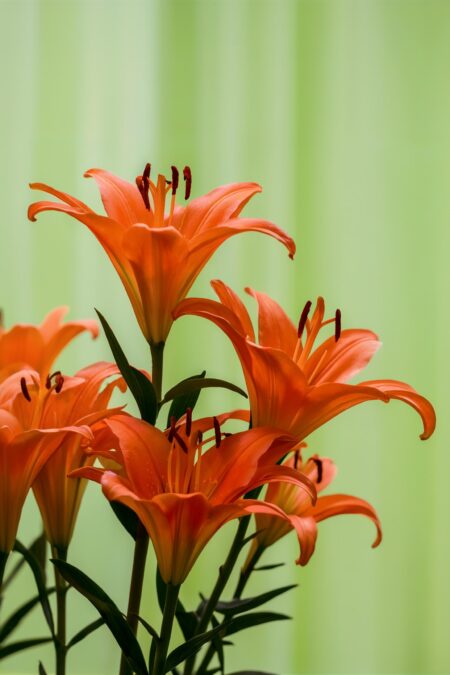 orange lilies close shot perennials