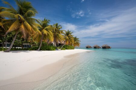 a beautiful beach with palms
