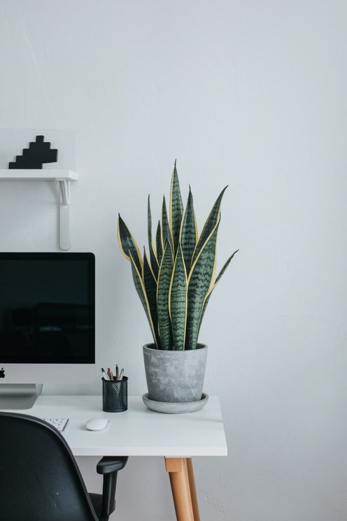 minimalist workspace, a white desk with single plant, white wall