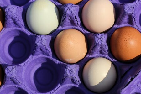 egg business name ideas